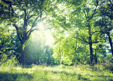 リラックスできる屋外の緑の自然無料ニースの概念 の写真素材 画像素材 Image リラックスできる屋外の緑の自然無料ニースの概念 の写真素材 画像素材 Image