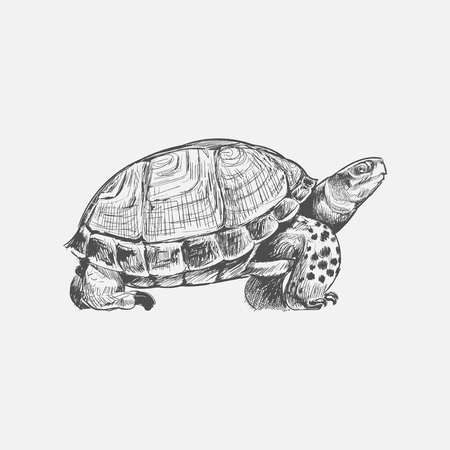 亀の描き方を描くイラスト の写真素材 画像素材 Image