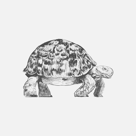 亀の描き方を描くイラスト の写真素材 画像素材 Image