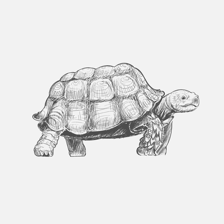 亀の描き方を描くイラスト の写真素材 画像素材 Image