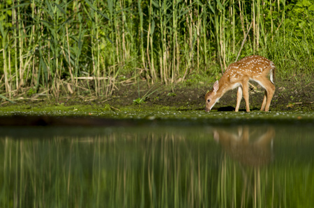 A young whitetail deer fawn gets a drink at the edge of a pond on a summer morning. Stock Photo