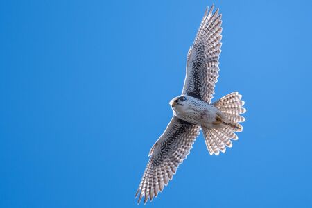 56 257 ファルコン の写真素材 ストックフォト 123rf