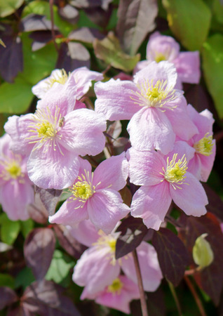 クレマチス モンタナ の庭で大きなピンク色の花 の写真素材 画像素材 Image
