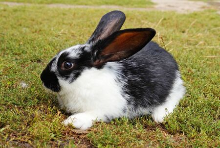 310 309 Lapin Mignon Imagenes Y Fotos 123rf
