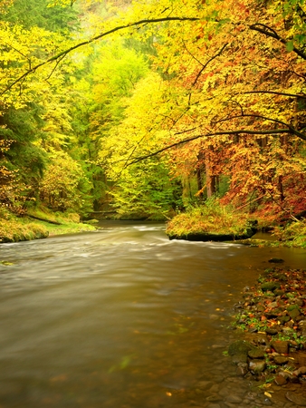鮮やかな秋 森の中の秋の川の色 葉のあるカラフルな土木は 川の上に木々が立ち上がっています の写真素材 画像素材 Image 9084 鮮やかな秋 森の中の秋の川の色 葉のあるカラフルな土木は 川の上に木々が立ち上がっています の写真素材 画像素材 Image 9084