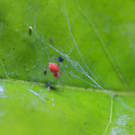 白に分離された 細い脚の長いクモの写真 の写真素材 画像素材 Image 426 白に分離された 細い脚の長いクモの写真 の写真素材 画像素材 Image 426
