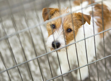 Pet travel, transport. Cute dog puppy looking in the cage. - 122800747