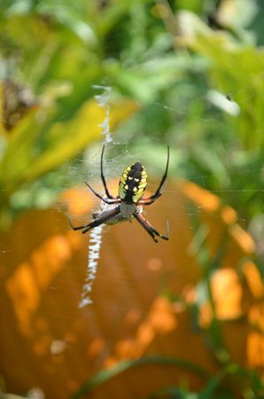 writing spiders stock photos writing