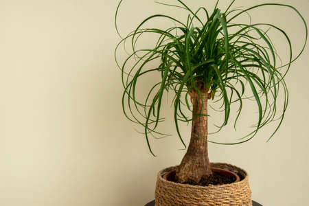 The beaucarnea recurvata plant, also known as ponytail palm, or nolina
