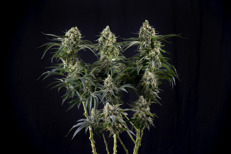 Detail of Cannabis cola (green crack marijuana strain) with visible hairs, trichomes and leaves on late flowering stage - isolated over black background Фото со стока
