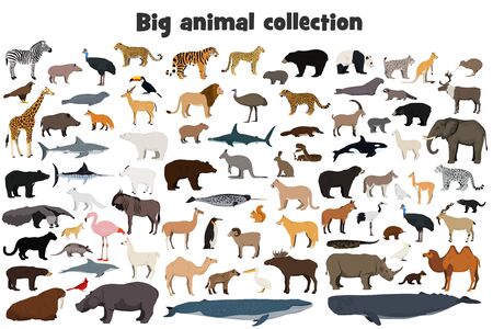 Big animal collection. set of wild forest, arctic, jungle, mountain, african, australian animals. realistic animals.