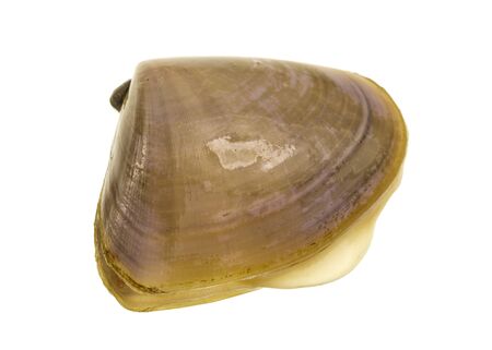 Pipis Plebidonax Deltoides は 小さな食用海水貝または家族フジノハナガイ オーストラリアの固有種の海産の二枚貝軟体動物 の写真素材 画像素材 Image