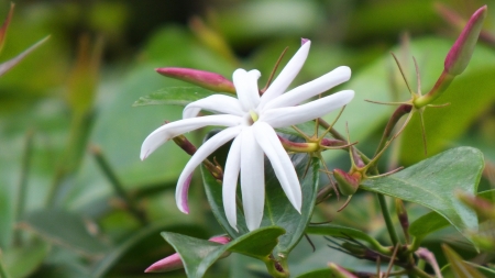 White flower Stock Photo
