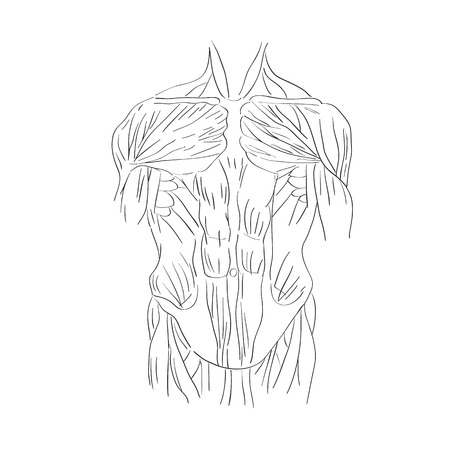 腕の筋肉の図では 美術解剖学図の研究します のイラスト素材 ベクタ Image 腕の筋肉の図では 美術解剖学図の研究します のイラスト素材 ベクタ Image