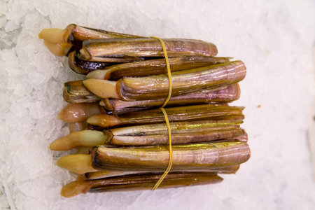 最も好ましい マテ 貝 販売