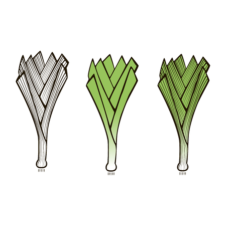 白暗の新鮮なネギのイラスト素材 ベクタ Image
