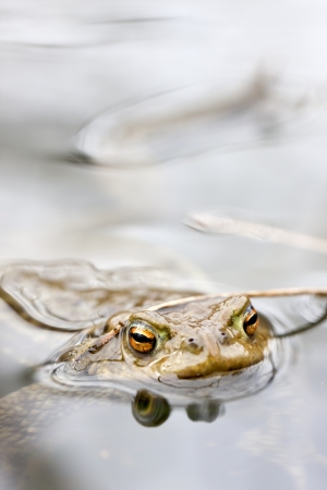 Grenouille Bebe Assis Sur Le Dos De Sa Mere Qui Est Assis Sur Un Bord De L Eau Banque D Images Et Photos Libres De Droits Image Grenouille Bebe Assis Sur Le Dos De Sa Mere Qui Est Assis Sur Un Bord De L Eau Banque D Images Et Photos Libres De Droits Image