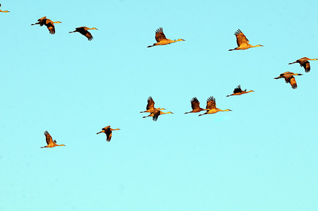 オオミチバシリ カッコウ鳥の家族の最大のメンバー 芝生エリアの縞 の写真素材 画像素材 Image