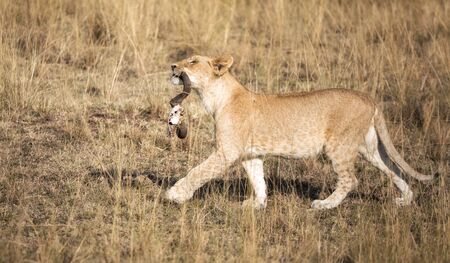 若いライオンの子は 彼の口の中に殺しの遺跡を持つマサイマラを誇らしげに支えます 角は不運な野生動物の残りすべてです の写真素材 画像素材 Image