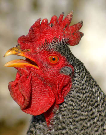 Tiener op zwarte hanen