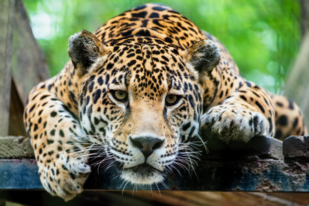Южноамериканская Jaguar