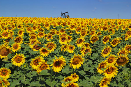 Sun flower: Oil Rig und Sunflower Filed