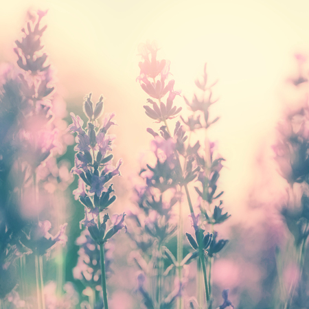 Beautiful Vintage Lavender Flower Photo In Sunset Retro Color Effect Used Stock Beautiful Vintage Lavender Flower Photo In Sunset Retro Color Effect Used Stock