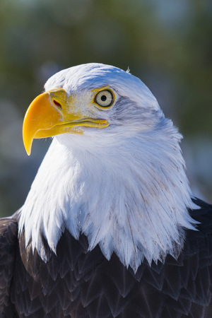 61GlDoCVYfL._UF350,350_QL80_.jpg