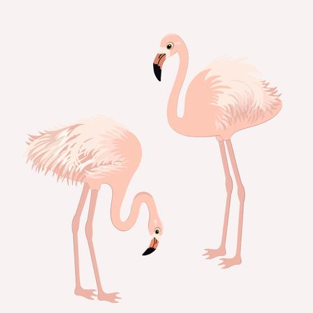 かわいいフラミンゴのペアのイラスト素材 ベクタ Image かわいいフラミンゴのペアのイラスト素材 ベクタ Image