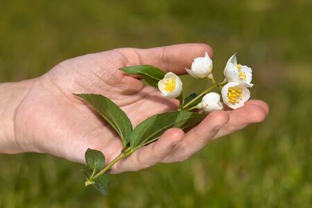 hand holding jasmine flower on blurred background