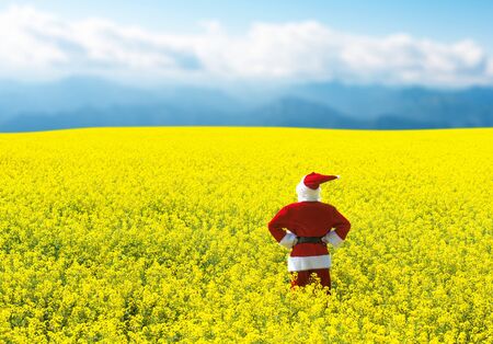Christmas santa claus in blooming yellow field. spring vacation concept. Stock Photo