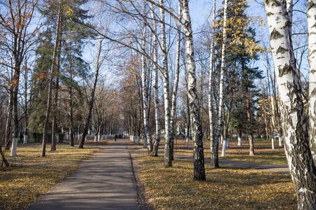 白樺の木が秋の公園 秋の自然の風景の写真 背景と壁紙のイメージです の写真素材 画像素材 Image 白樺の木が秋の公園 秋の自然の風景の写真 背景と壁紙のイメージです の写真素材 画像素材 Image