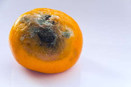 カビで覆われた柑橘類 白い背景に腐ったみかん 甘やかされた果物 スペースをコピーします クローズ アップ の写真素材 画像素材 Image
