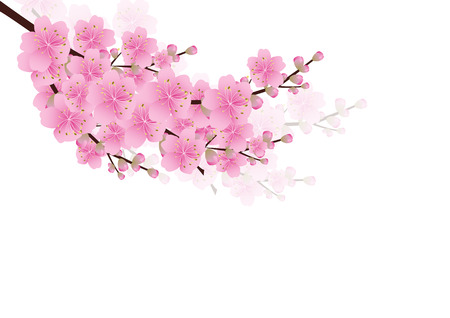 ピンクの花春の背景 さくら 桜の花 コピー スペース 白い背景で隔離の白い花コーナー境界線 ベクトル イラスト のイラスト素材 ベクタ Image ピンクの花春の背景 さくら 桜の花 コピー スペース 白い背景で隔離の白い花コーナー境界線 ベクトル イラスト のイラスト素材 ベクタ Image