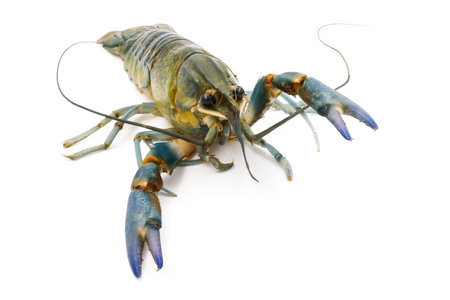 白い背景にザリガニや淡水のロブスター の写真素材 画像素材 Image