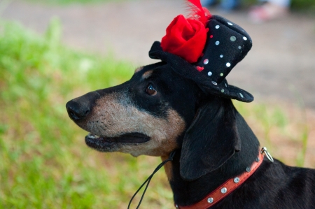 ダックスフンドは猟犬ファミリーに属する短足 胴長の犬種です の写真素材 画像素材 Image ダックスフンドは猟犬ファミリーに属する短足 胴長の犬種です の写真素材 画像素材 Image