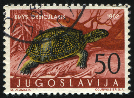 248 Turtle Postage Stamp Stock Photos and Images - 123RF