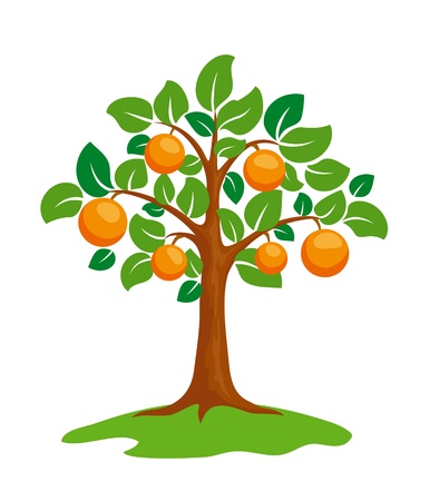 Resultado de imagen de naranjo arbol