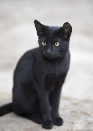 Black cat.
