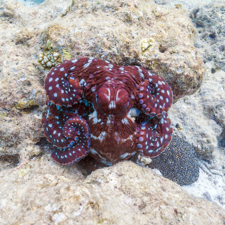 Alive red octopus sitting on coral reef Indian ocean,  Maldives - 66470754