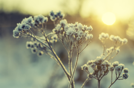 Sun flower: Gefrorene Wiese Pflanze, natürliche Jahrgang Winter Hintergrund, Makrobild mit Sonne Lizenzfreie Bilder