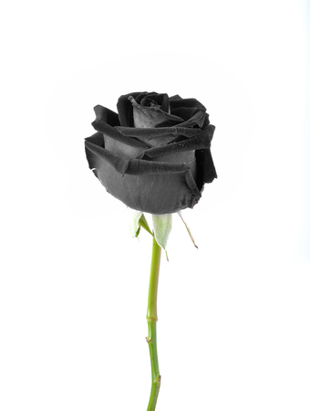 Schwarze Rose Auf Weissem Hintergrund Lizenzfreie Fotos Bilder Und Stock Fotografie Image