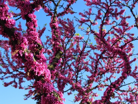 ピンクの花が咲いている春の Cercis アメリカハナズオウ 樹木 の写真素材 画像素材 Image ピンクの花が咲いている春の Cercis アメリカハナズオウ 樹木 の写真素材 画像素材 Image