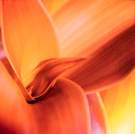Sun flower: red Herbstblatt Hintergrund