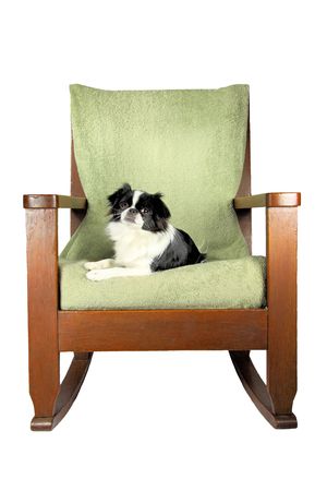 Isolated Japanese Chin Dog Relaxing On A Chair Stock Photo