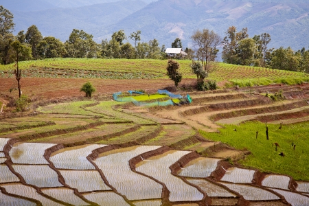 The landscape of Saigon: Ruộng bậc thang ruộng lúa Đông Nam Á ở Thái Lan Kho ảnh