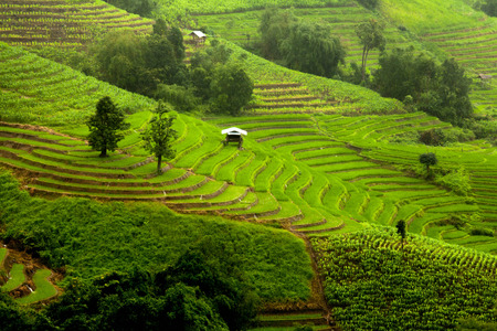 Rice fields on terrace Stock Photo