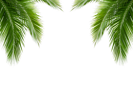 coconut: lá của cây dừa bị cô lập trên nền trắng, cắt đường bao gồm Kho ảnh