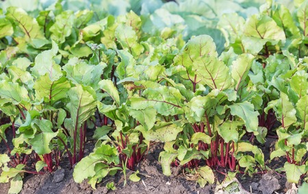 summer landscape agricultural field with growing sugar beet stock growing sugar beet
