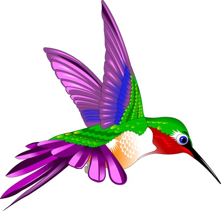 Hummingbird Stock Illustrations, Cliparts and Royalty Free Hummingbird  Vectors